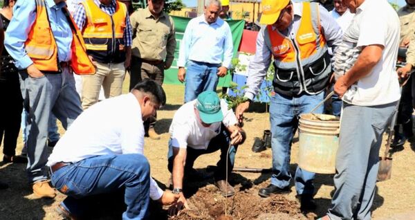 Realizan nuevas plantaciones de árboles en torno a obras de la Transchaco