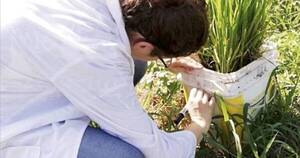 La Nación / Analizan presentar proyecto de inversión para crecimiento agrícola en foro global