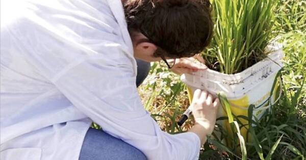 La Nación / Analizan presentar proyecto de inversión para crecimiento agrícola en foro global