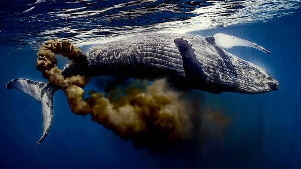 Diario HOY | Ecosistema: el excremento de ballena "vale su peso en oro"