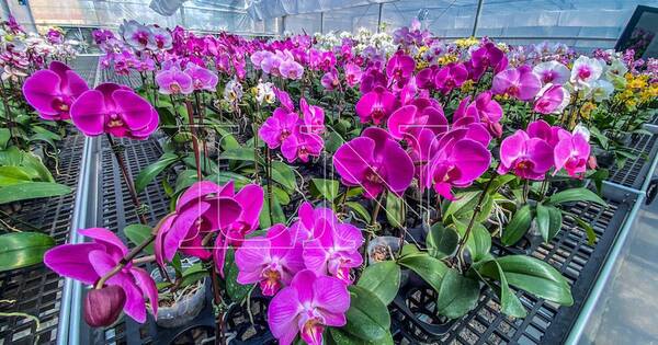 La Nación / Invitan a la primera edición de la feria de Floricultura del Paraguay