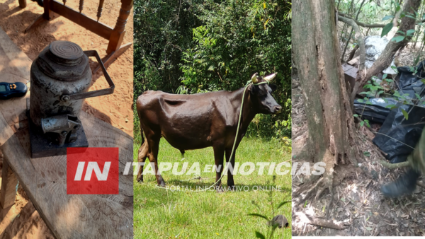 RECUPERARON DOS ANIMALES VACUNOS DEL INTENDENTE DE SAN PEDRO DEL PNÁ. - Itapúa Noticias