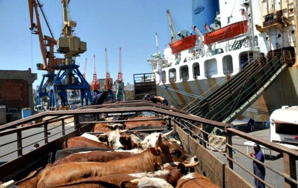 Marruecos habilitó la importación de ganado en pie de Uruguay