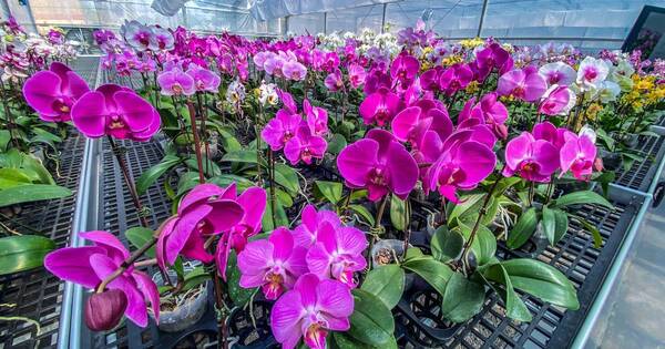 La Nación / Invitan a la primera feria de Floricultura del Paraguay
