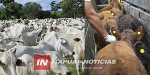 SE REALIZAN VACUNACIONES CONTRA LA FIEBRE AFTOSA Y BRUCELOSIS BOVINA - Itapúa Noticias