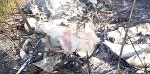 Accidente aéreo fatal en Yvy Yaú - C9N