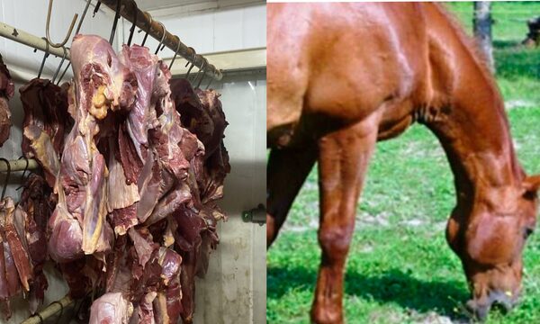 Pillan que carnicerías de Luque vendían carne de caballo como si fue de vaca - Noticiero Paraguay