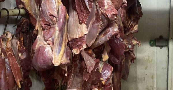 La Nación / Cámara de la carne: no está prohibido faenar equinos, sí es ilegal venderlos como vacunos