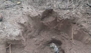 Hallan celular del veterinario secuestrado, imputan a 5 implicados