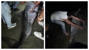 Dejan morir a un delfín encallado en una playa de Colombia por tomarse selfis