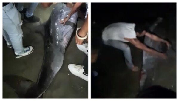 Dejan morir a un delfín encallado en una playa de Colombia por tomarse selfis