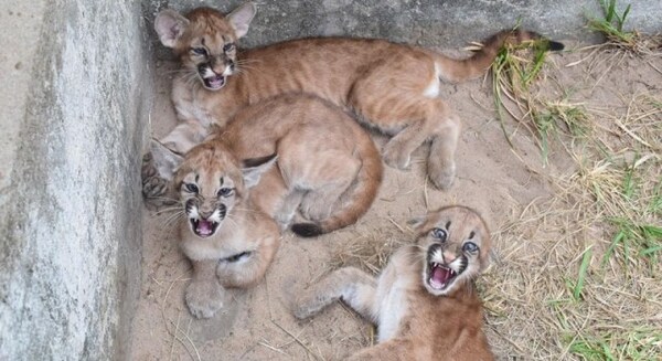 En Atinguy logran nuevamente la viabilidad de tres crías de Puma concolor
