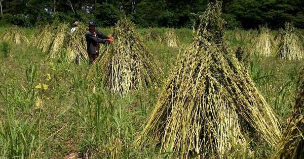 La Nación / Corea apoyará pesquisa para fortalecer rubro del sésamo en el país