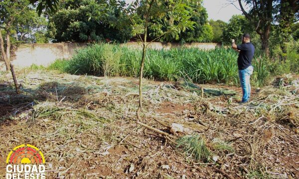 Piden declarar emergencia ante brote de chikungunya en CDE – Diario TNPRESS