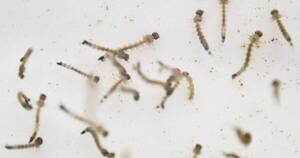 La Nación / Perú emite alerta epidemiológica tras aumento de casos de dengue