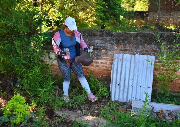 Claman eliminar criaderos de mosquitos ante aumento de casos de Chikunguña - Nacionales - ABC Color