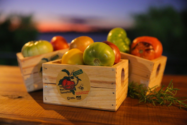Coloridos y jugosos, los tomates más raros cautivan paladares en Uruguay - MarketData