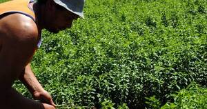 La Nación / Hay buena expectativa para las exportaciones de stevia