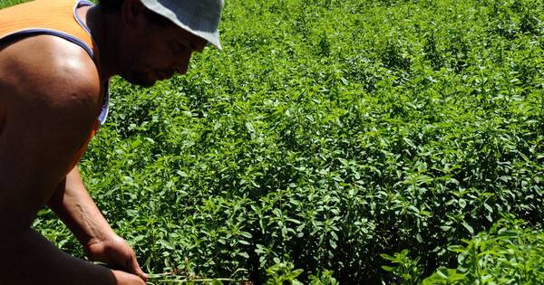 La Nación / Hay buena expectativa para las exportaciones de stevia