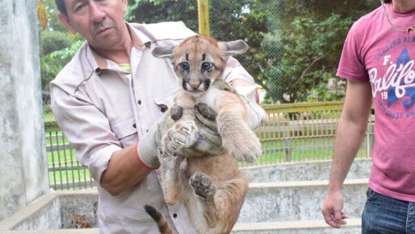 Tres crías de puma crecen en cautiverio para conservar la especie