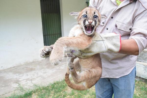 Refugio faunístico de la EBY logró nuevamente la viabilidad de tres crías de Puma concolor - El Trueno