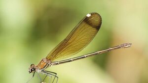Las libélulas inspiran nuevos materiales capaces de repeler los microbios