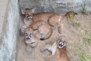 En Atinguy, de la EBY, logran nuevamente la viabilidad de tres crías de Puma concolor