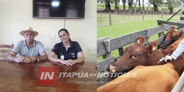 LAS VACUNACIONES CONTRA LA FIEBRE AFTOSA AVANZAN DE MANERA POSITIVA EN ITAPÚA - Itapúa Noticias