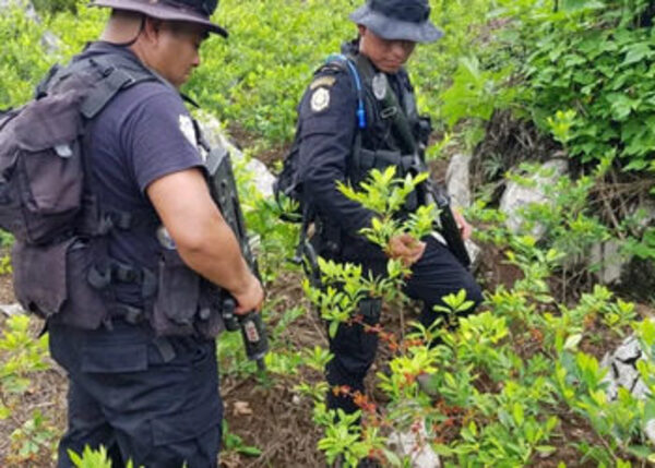 Guatemala registra récord en producción de coca, pero no de cocaína