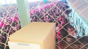 Con música, las gallinas ponen mejores huevos