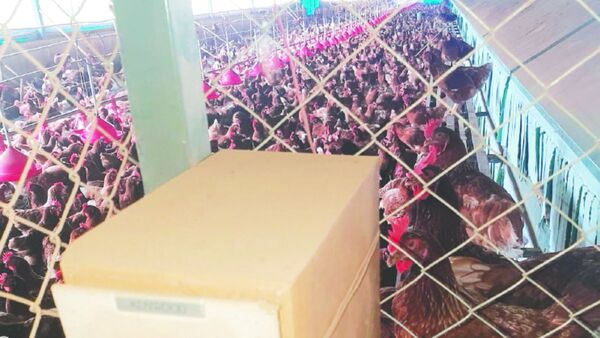 Con música, las gallinas ponen mejores huevos