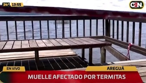 Muelle de Areguá sufre infestación de termitas
