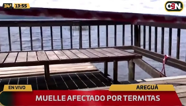 Muelle de Areguá sufre infestación de termitas