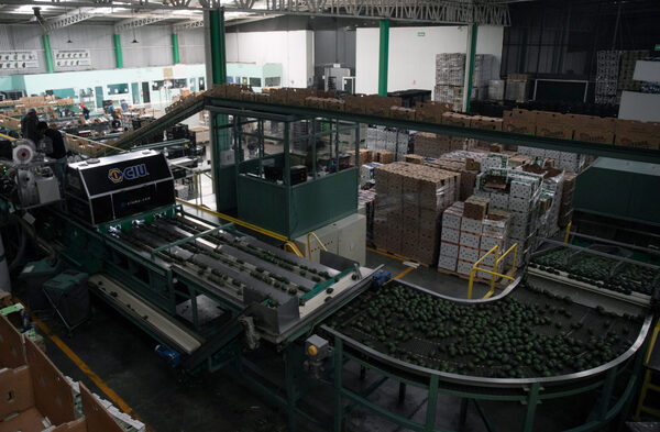 El Super Bowl contará con 10.000 toneladas de aguacates de Jalisco - MarketData