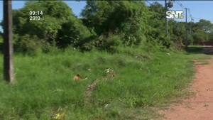 Baldío y basural, hogar de los mosquitos - SNT