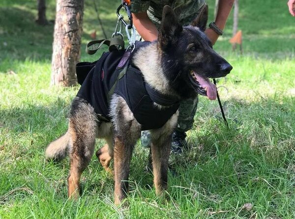 El perro rescatista mexicano “Proteo” fallece en labores de rescate en Turquía - Mundo - ABC Color