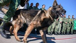 Murió el perro mexicano en labores de rescate en Turquía