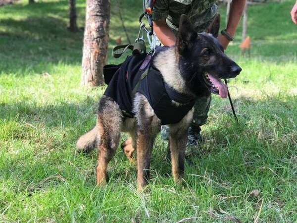 Murió el perro mexicano en labores de rescate en Turquía