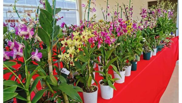 Orquídeas que enamoran producidas en Paraguay (vendieron más de 950 y recaudación supera los G. 50 millones)