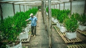 La cosecha pública de marihuana “no busca confrontación con autoridades” - Nacionales - ABC Color