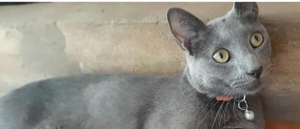 Tommy - Encontrá a tu mascota - ABC Color
