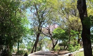 Apariciones en el Parque Carlos Antonio López | Telefuturo