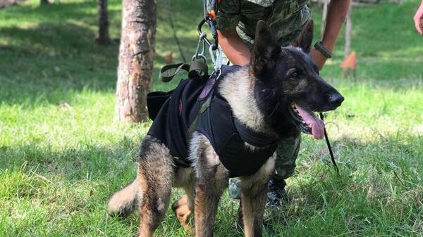 Murió “Proteo”, perro rescatista mexicano que buscaba sobrevivientes en Turquía - Unicanal