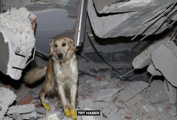 Diario HOY | Perrito rescatista se corta las patas en los escombros, se rehúsa a descansar y salva cinco vidas