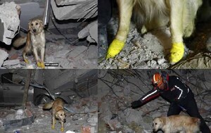Perrito rescatista se corta las patas en los escombros, se rehúsa a descansar y salva cinco vidas en Turquía – Prensa 5