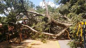Desidia Municipal: Añoso árbol destroza una plaza en Luque •