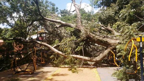 Desidia Municipal: Añoso árbol destroza una plaza en Luque •
