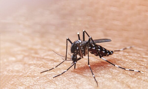 La chikungunya y el retorno a clases - C9N