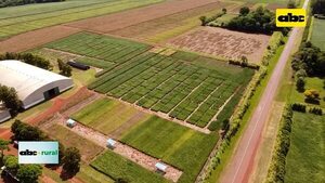 Directivo uruguayo destaca trabajo de Granar con soja y canola - ABC Rural - ABC Color