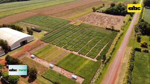 Directivo uruguayo destaca trabajo de Granar con soja y canola - ABC Rural - ABC Color